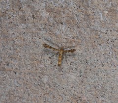 Nippoptilia cinctipedalis