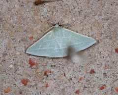 Oenochroma infantilis