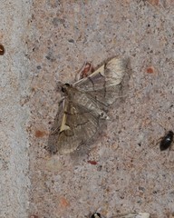 Omiodes dispilotalis