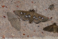 Omiodes odontosticta