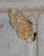 Orthospila orissusalis