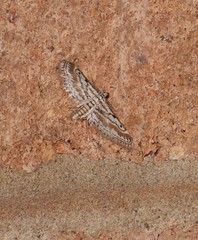 Parapoynx dentizonalis