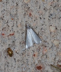 Patissa atricostalis