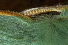 Thalassodes immissaria