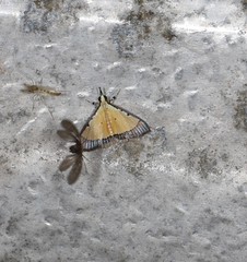 Pseudonoorda metalloma