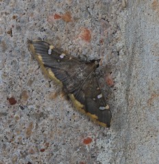 Prophantis