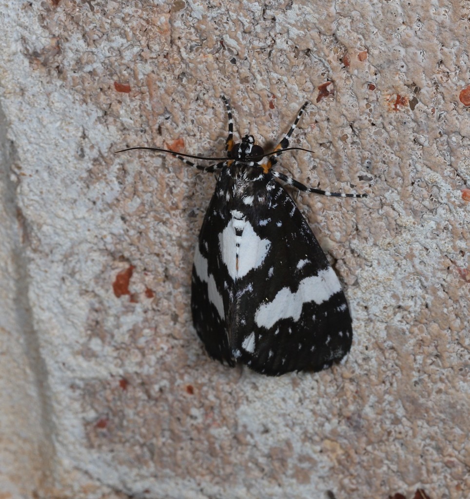 Radinocera vagata