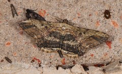 Ruttellerona pseudocessaria