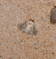 Sericophylla nivalis