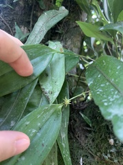 Pleurothallis ruscifolia