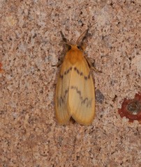 Symmetrodes sciocosma