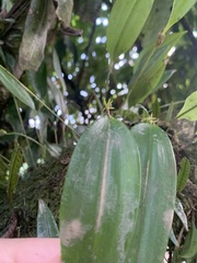 Pleurothallis ruscifolia