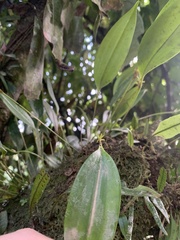 Pleurothallis ruscifolia