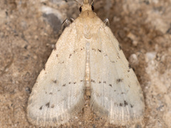 Dasyblemma straminea