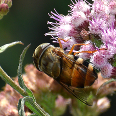 Copestylum macrocephalum