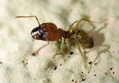 Pheidole desertorum