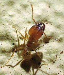 Pheidole desertorum