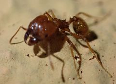 Pheidole desertorum