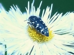 Acmaeodera ornata