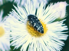 Acmaeodera ornata