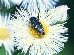 Acmaeodera ornata