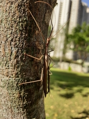 Trachythorax sparaxes