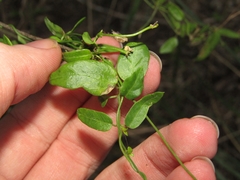 Metastelma barbigerum