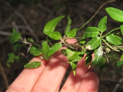 Metastelma barbigerum