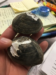 Glebula rotundata