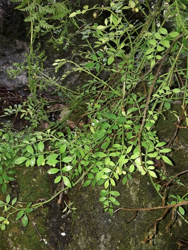 Image of Chrysojasminum humile by (c) naturewatchwidow, some rights reserved (CC BY)
