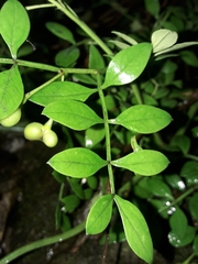 Chrysojasminum humile