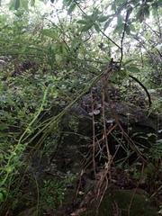 Chrysojasminum humile