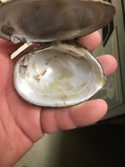 Glebula rotundata