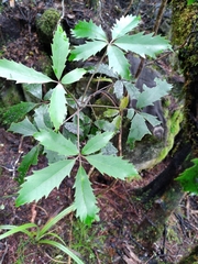 Pseudopanax macintyrei