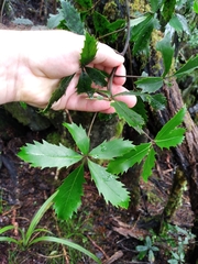 Pseudopanax macintyrei