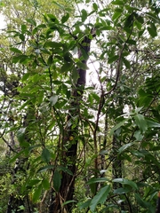 Pseudopanax macintyrei