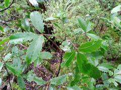 Pseudopanax macintyrei