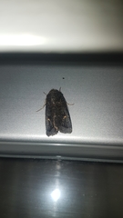 Proteuxoa tetronycha