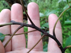 Pseudopanax macintyrei