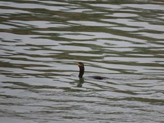 Nannopterum brasilianum