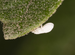 Coniopteryx