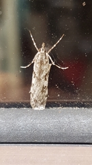 Scoparia halopis