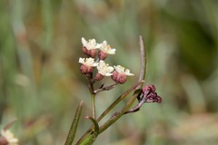Platysace heterophylla heterophylla
