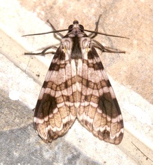 Elysius melanoplaga