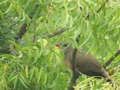 Taccocua leschenaultii