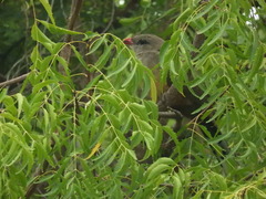 Taccocua leschenaultii