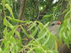 Taccocua leschenaultii