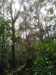 Dracophyllum traversii