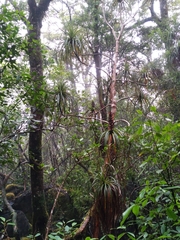 Dracophyllum traversii
