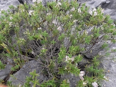 Veronica albicans